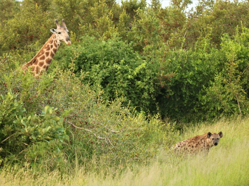 Quick Guide to&nbsp;Kruger