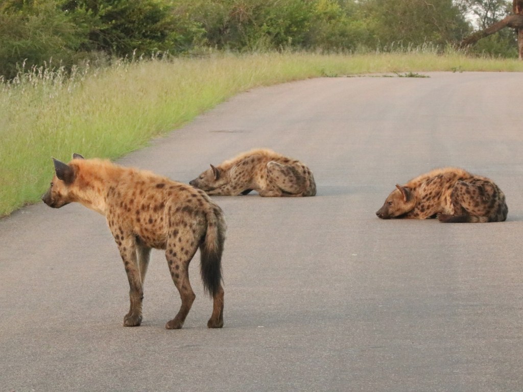 Three hyenas, two of them laying down, relax on a hot tarmac road in Kruger National Park 
