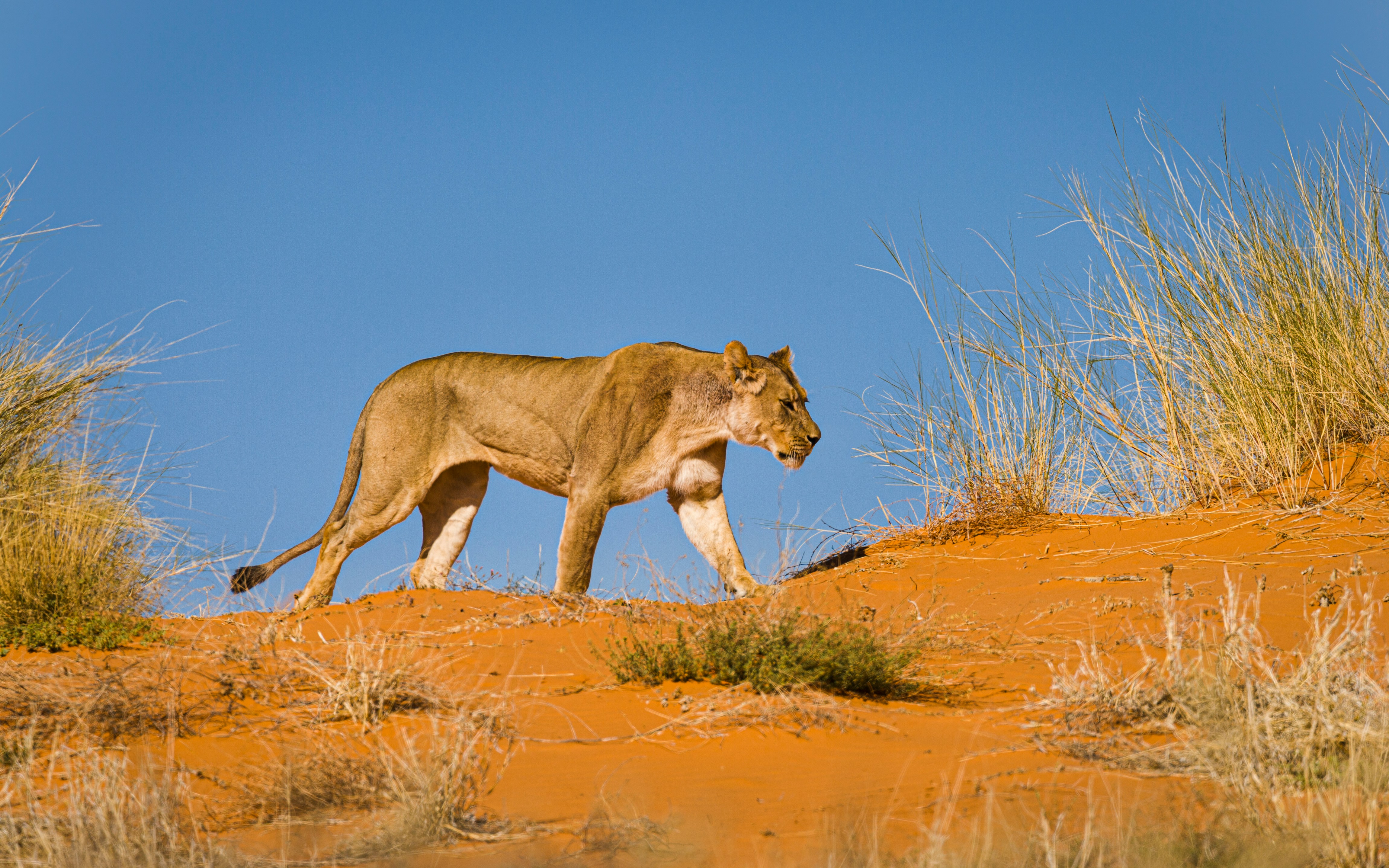 A Lioness walking through orange sand and drying shrubbery