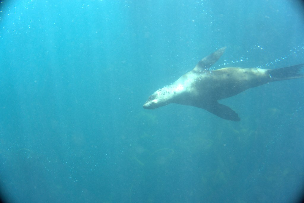 A sea lion graciously swimming in a kelp forest