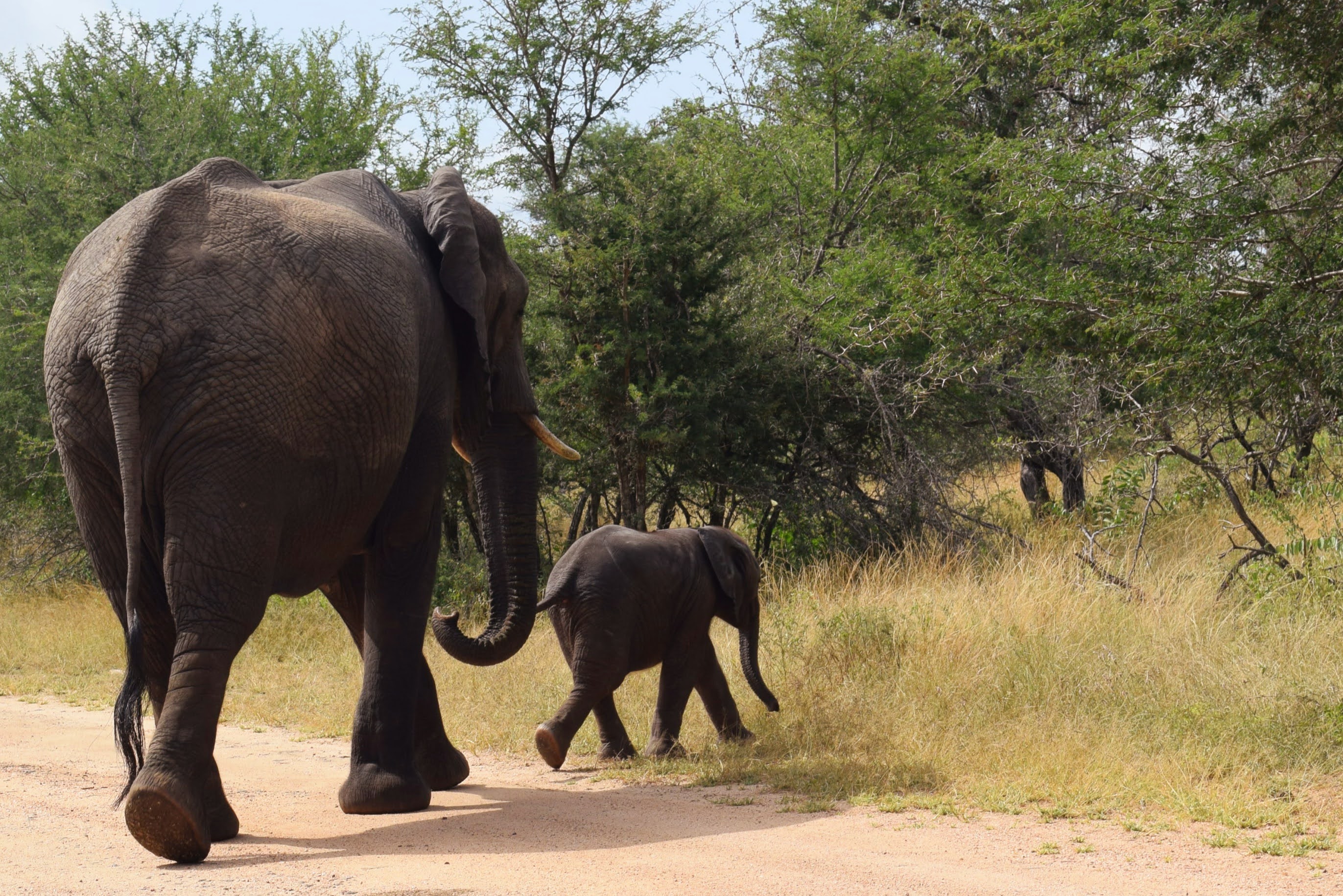A mother elephant and her baby walk off of a dust path into the grassland.