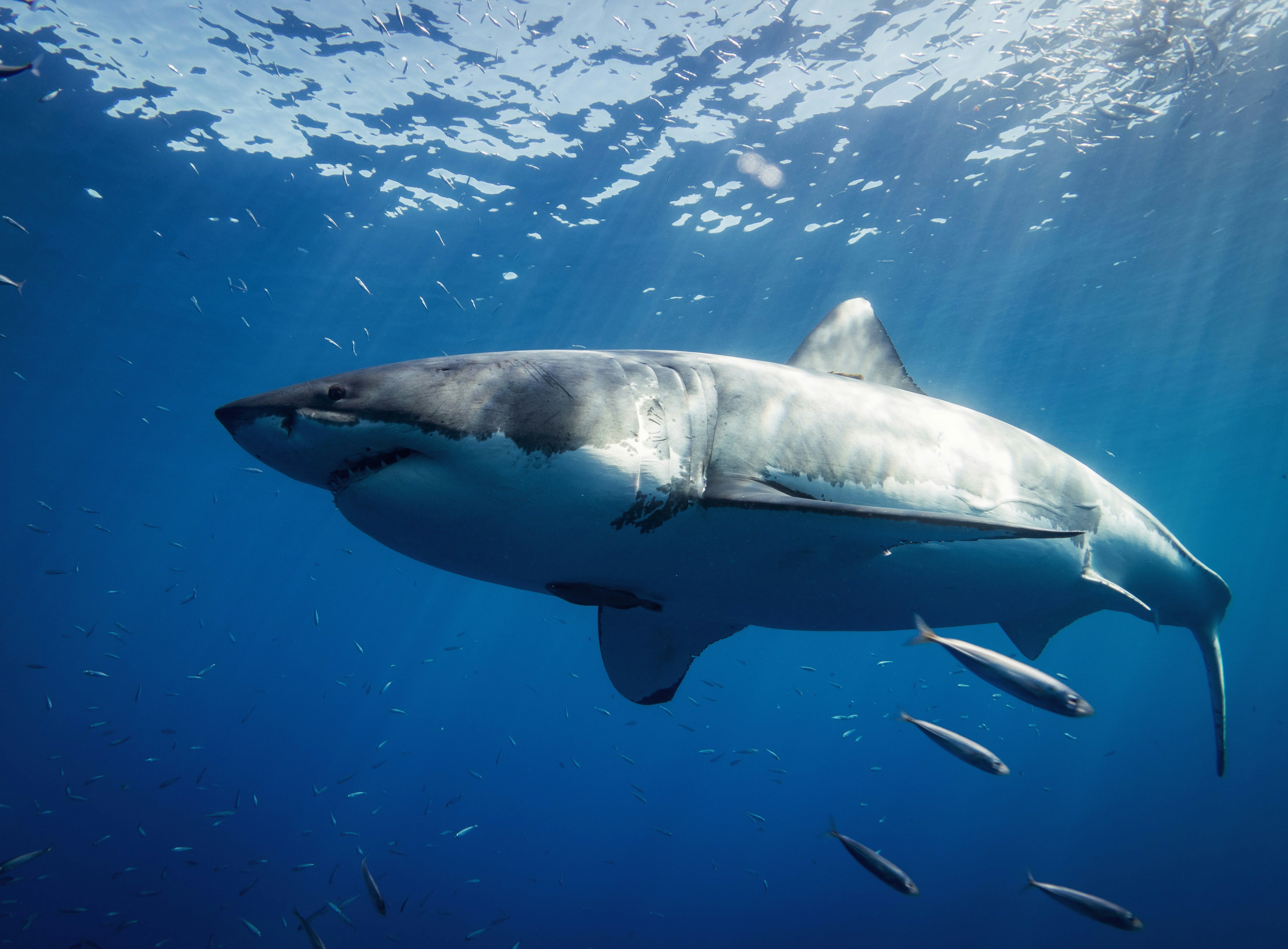 A massive Great White Shark menacingly swimming in the open ocean