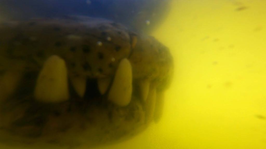 Top 5 Adrenaline Adventures in Cape&nbsp;Town