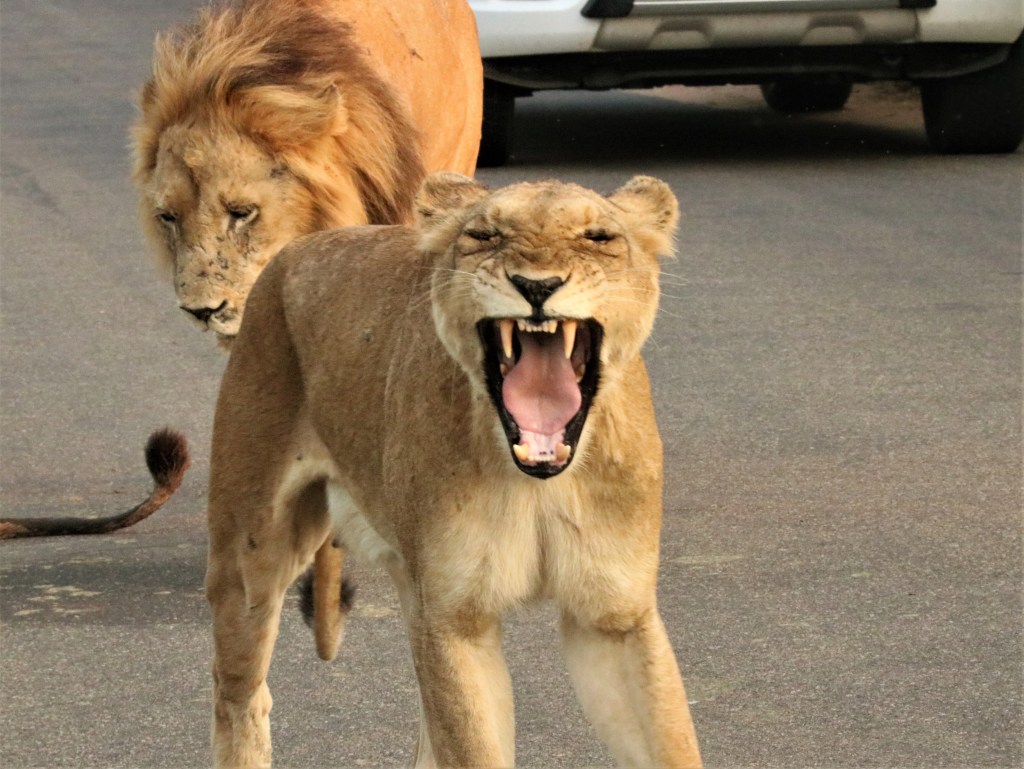Top 10 Unique Animal Encounters in South&nbsp;Africa