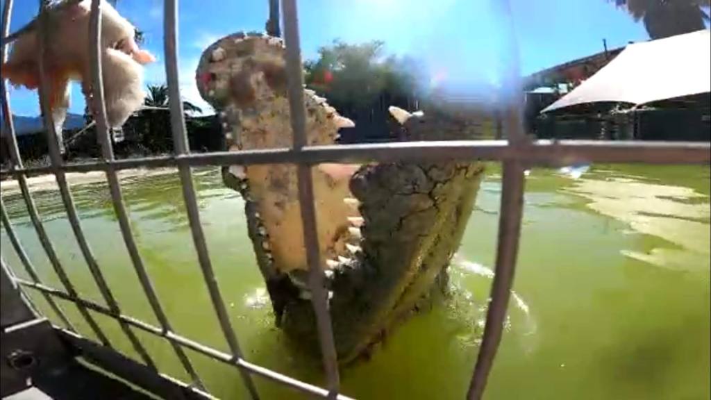 A Nile crocodile throws itself at bait right outside of a cage.