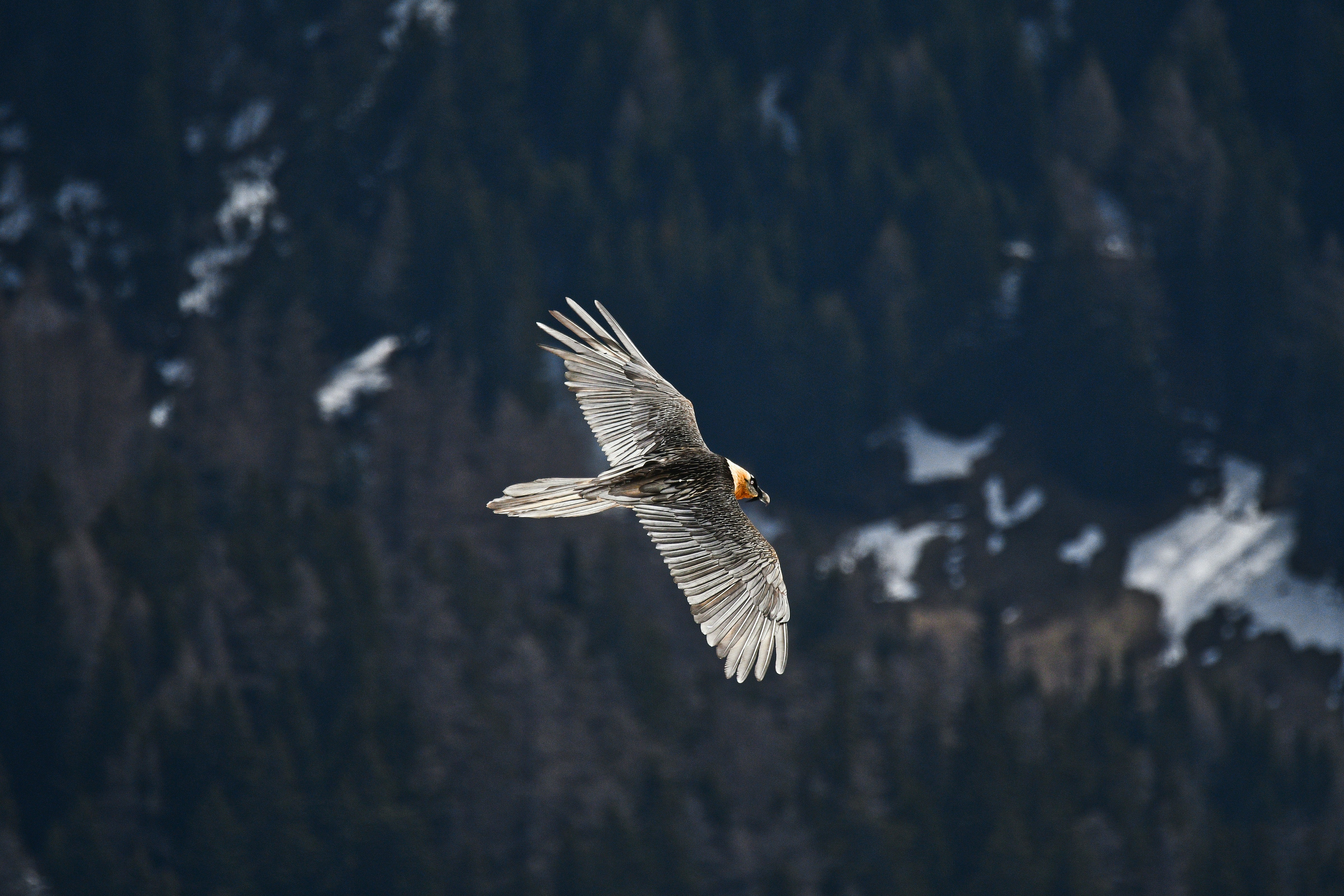 A Bearded Vulture glides through forest covered mountains