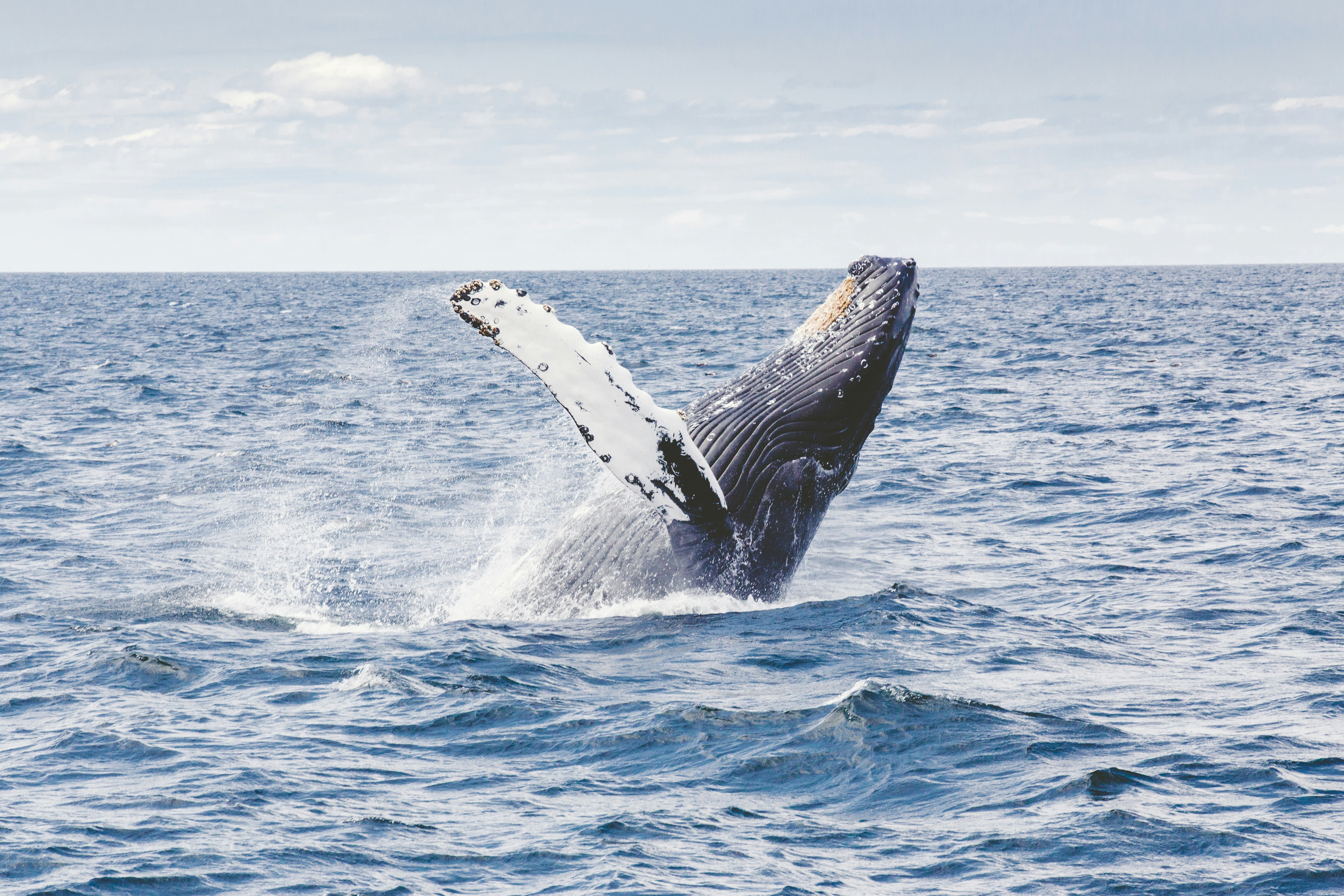 A humpback whale majestically leaps out of the ocean