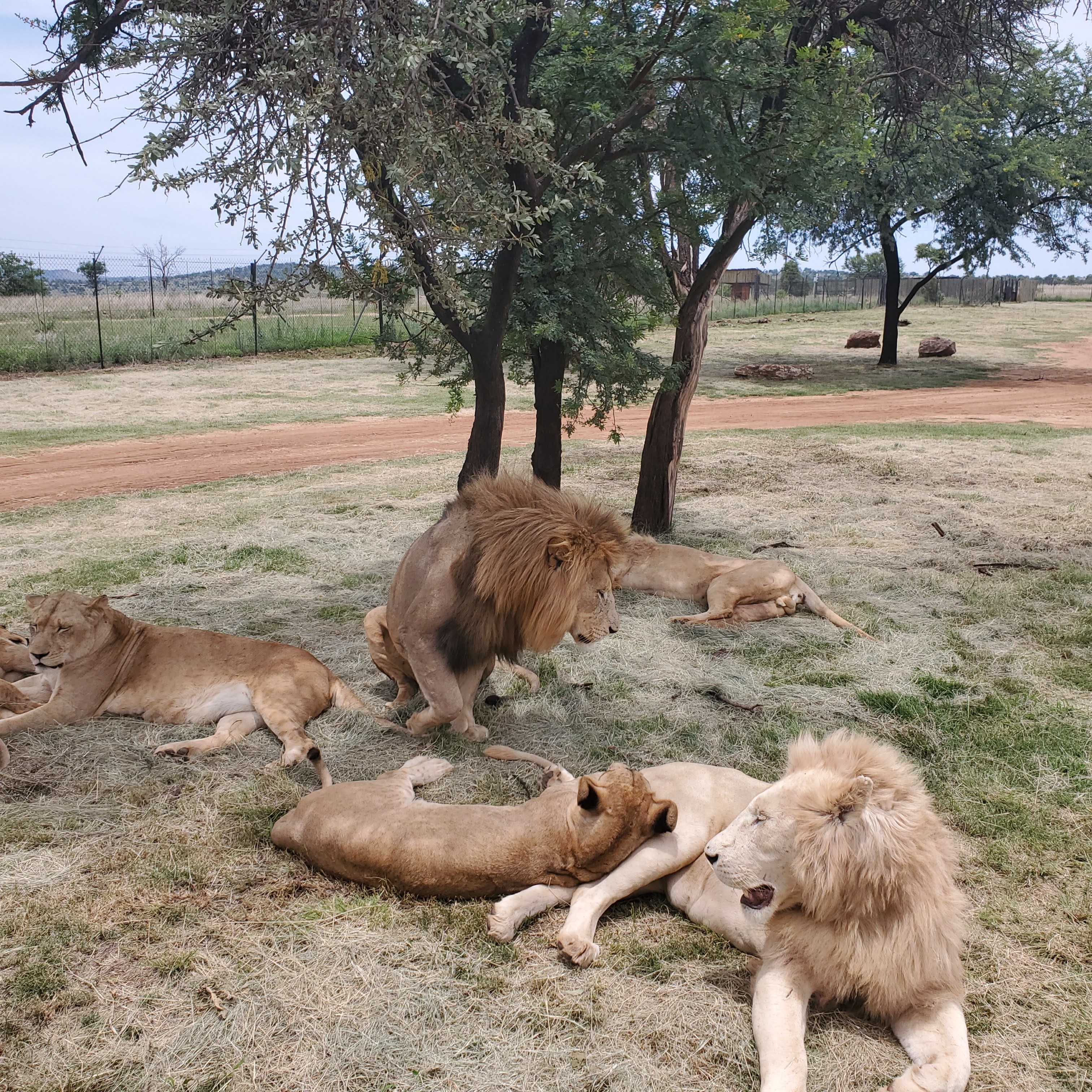 A pride of lions relaxes under the shade of a tree at a lion sanctuary in South Africa