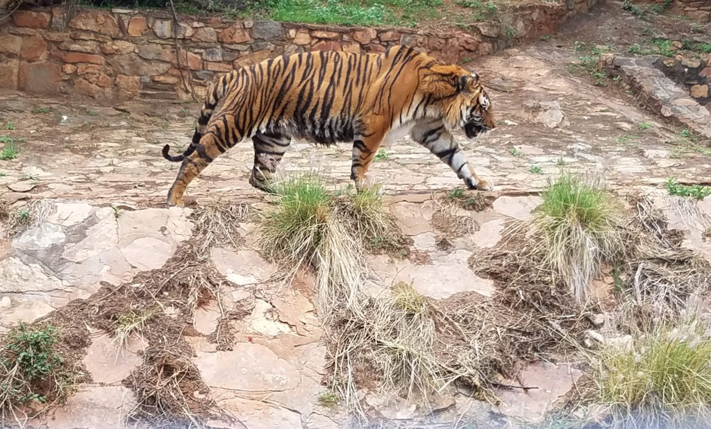A large tiger roams its cage at Pretoria Zoo