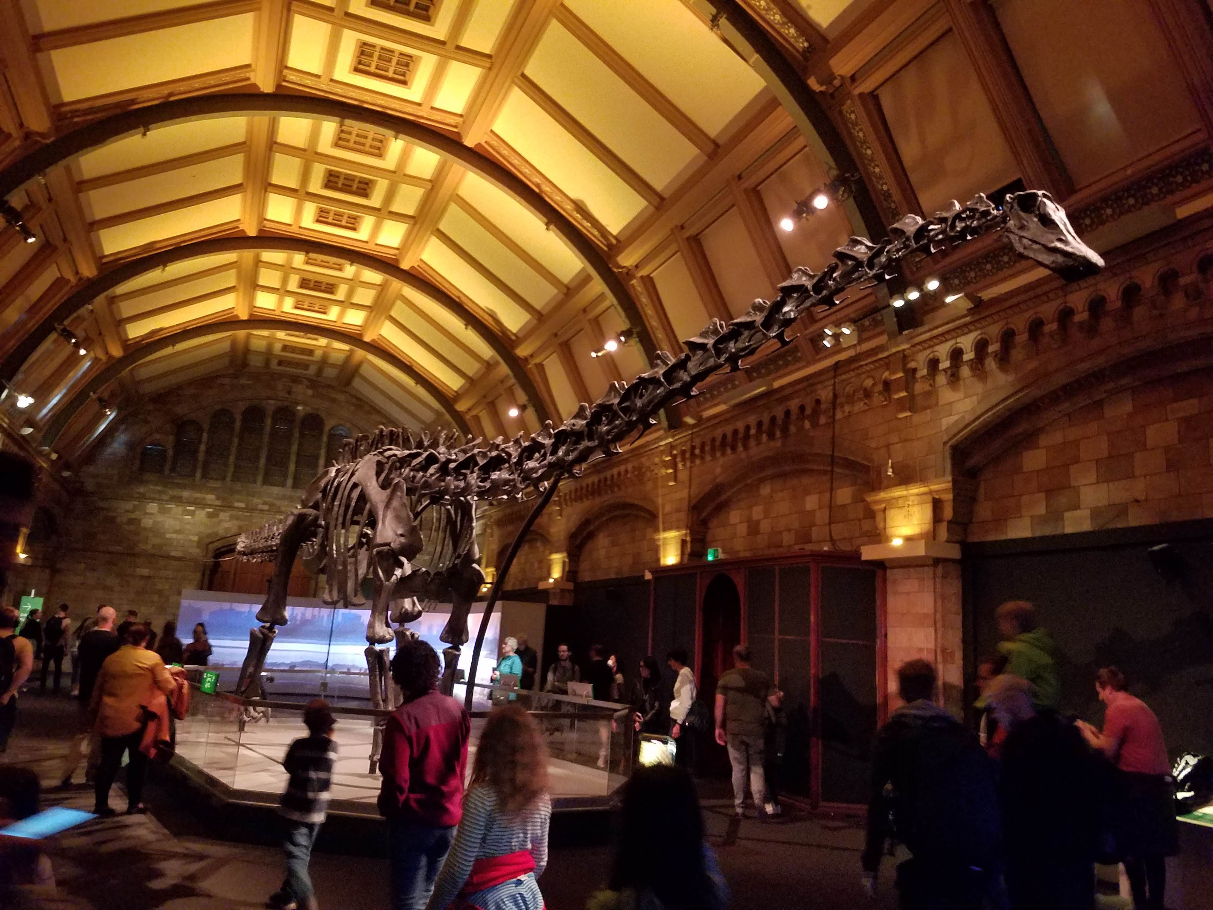 A dinosaur skeleton on display at the London Museum of Natural History