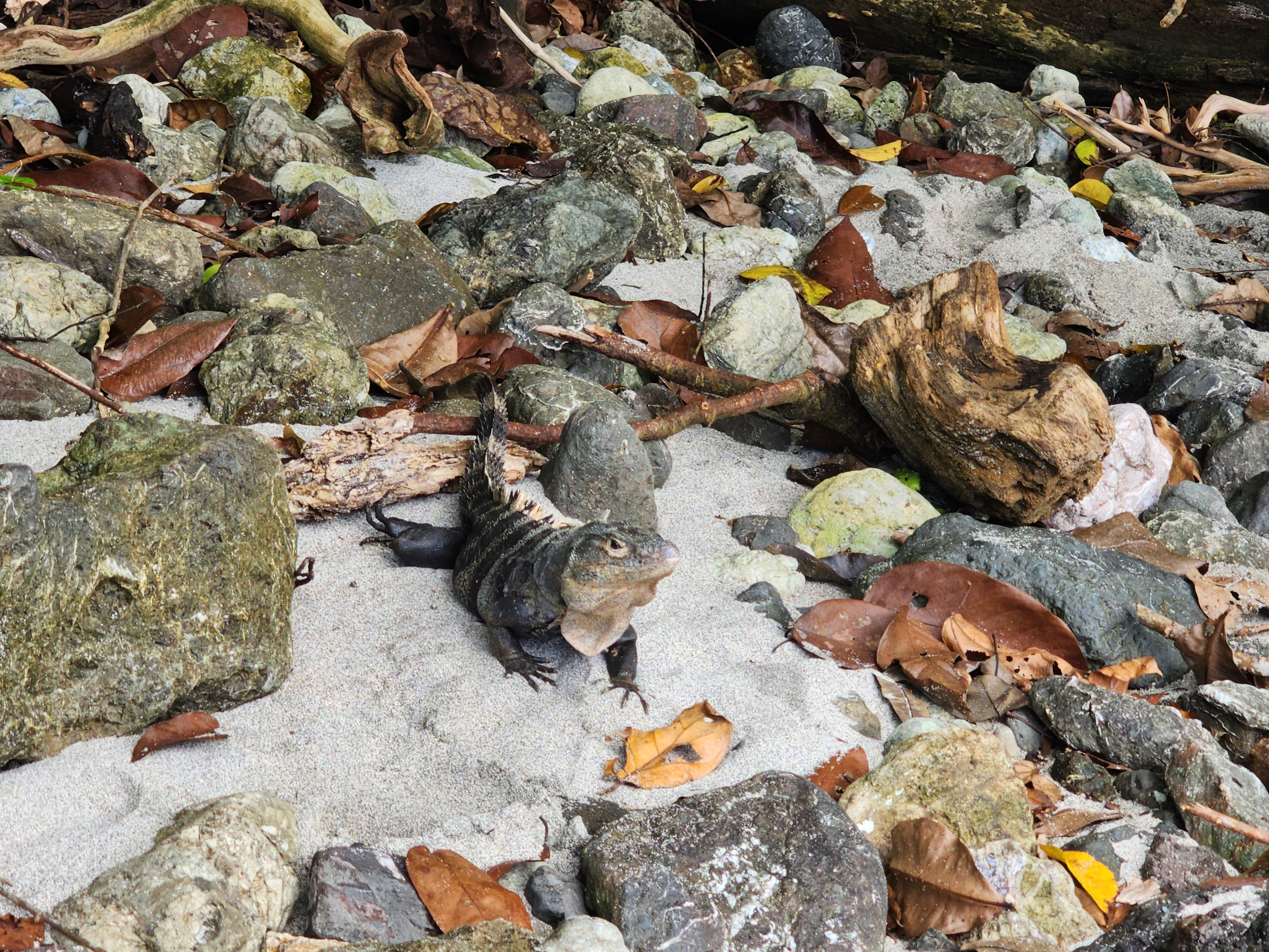A stone monitor lizard makes its way out of a forest onto a rocky beach
