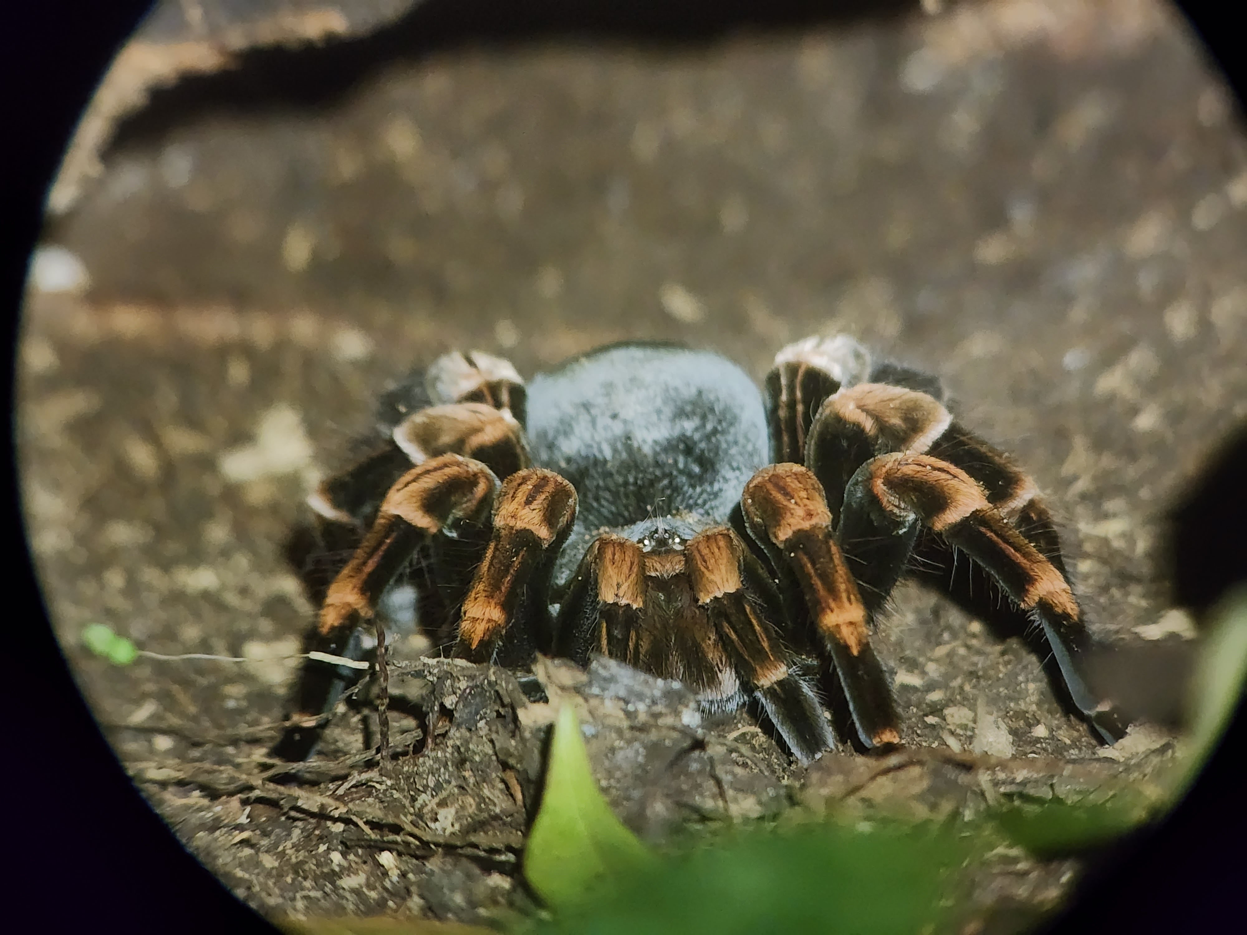 A black and brown tarantula staring directly at the camera lens