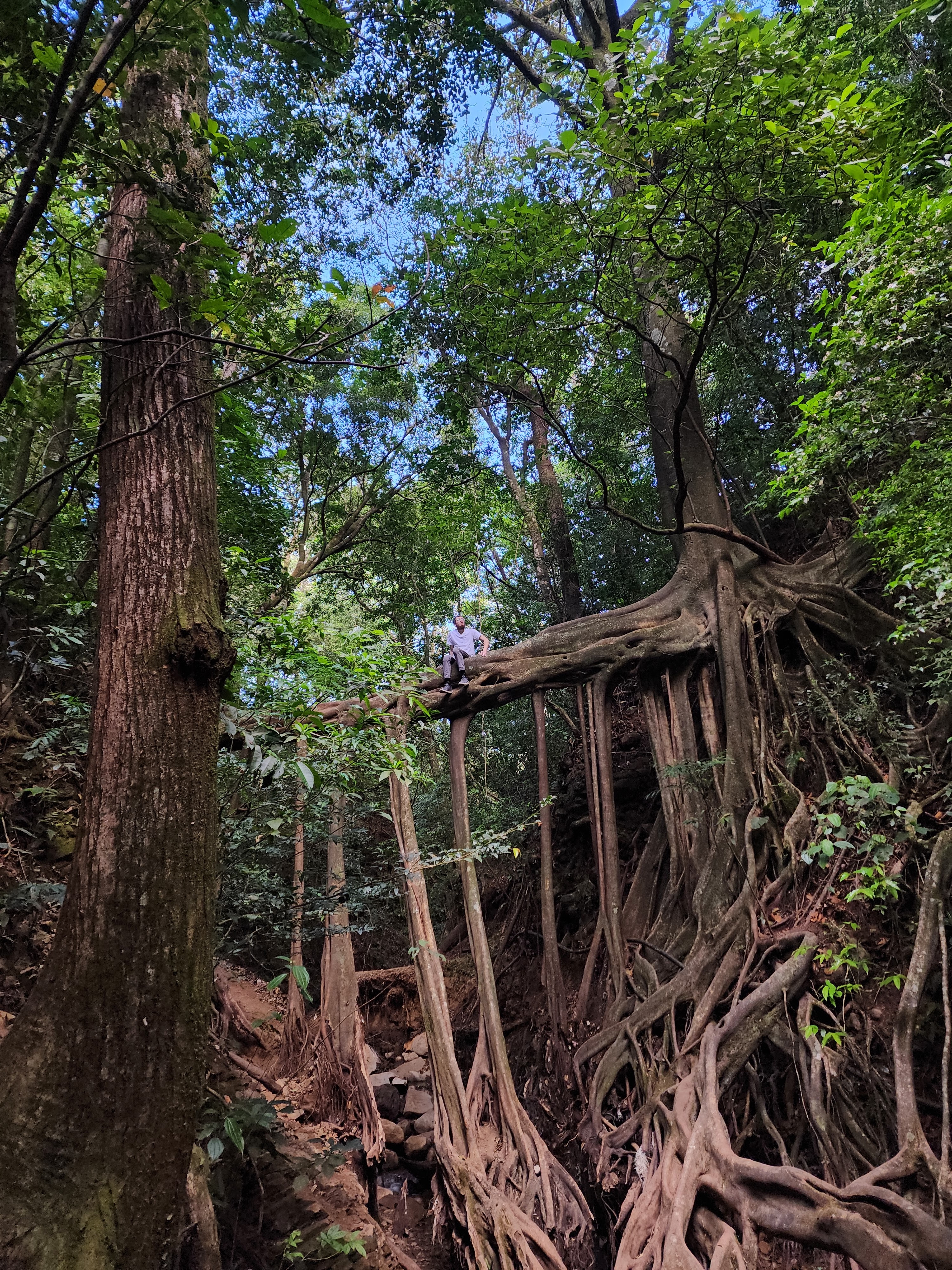 A man in a blue shirt sits on a bridge made out of the roots of a giant ficus tree