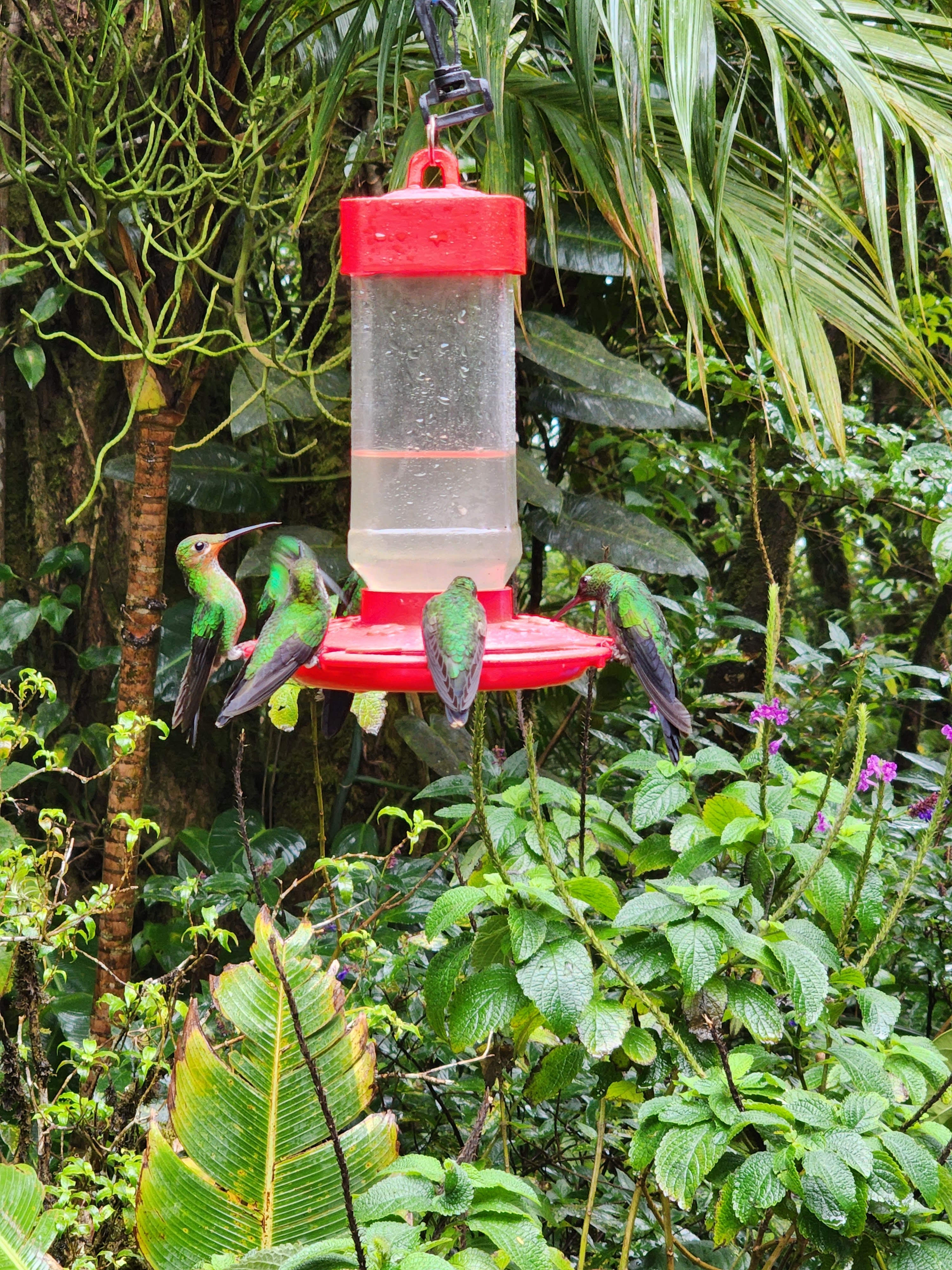 Four emerald green hummingbirds perch on a small red bird feeder in the cloud forests of Costa Rica