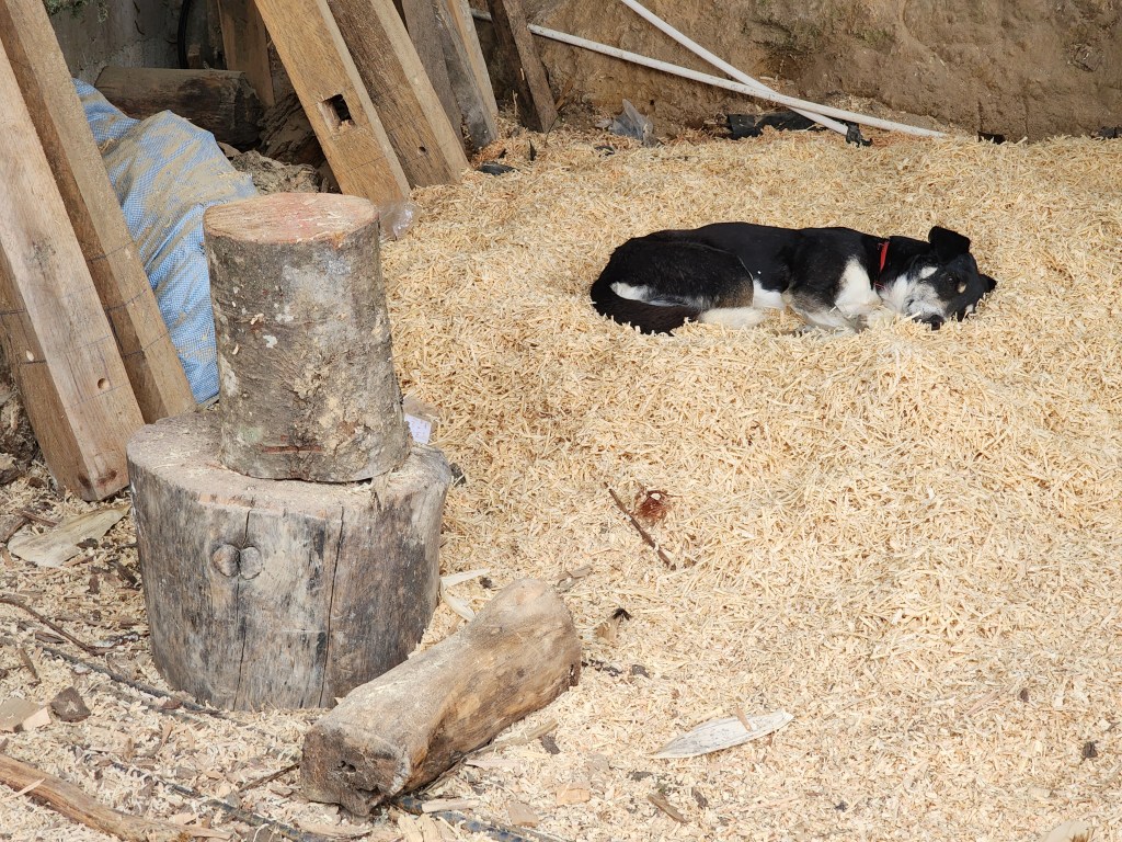 A dog sleeps peacefully in a pile of hay