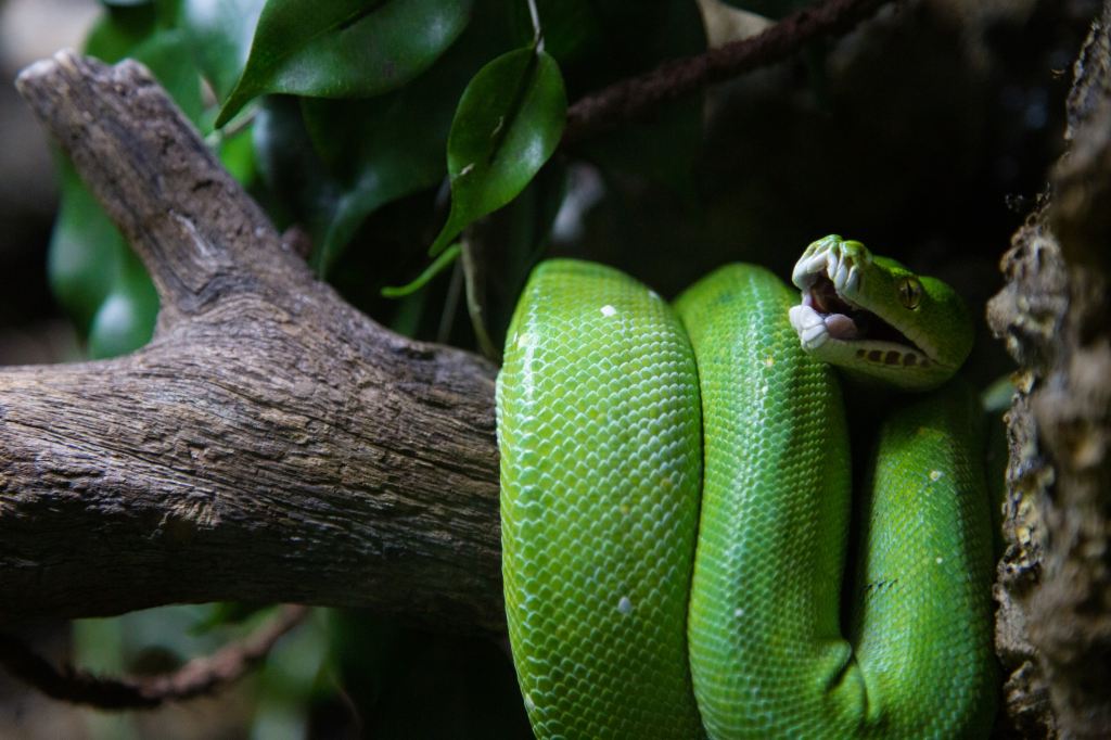 An Emerald Tree Boa wraps itself around a branch at London Aquarium