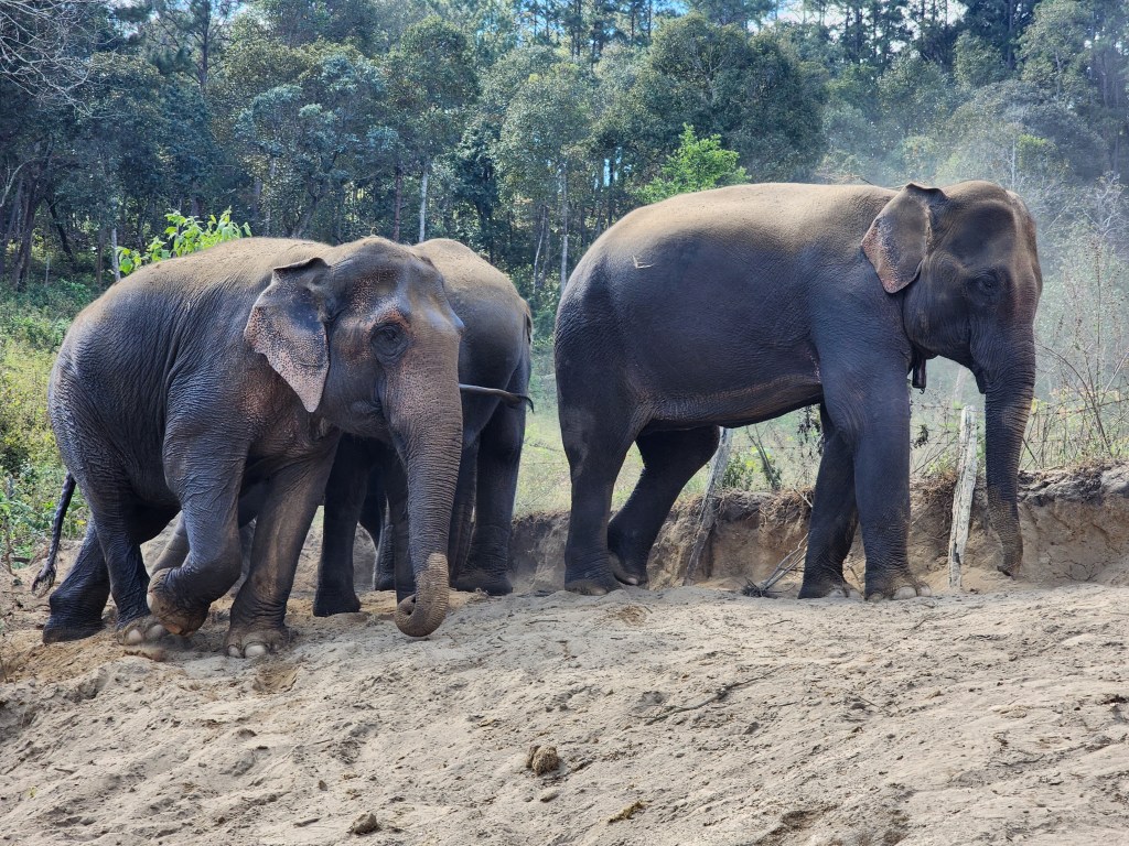 The Asian Elephants walking through the dust.