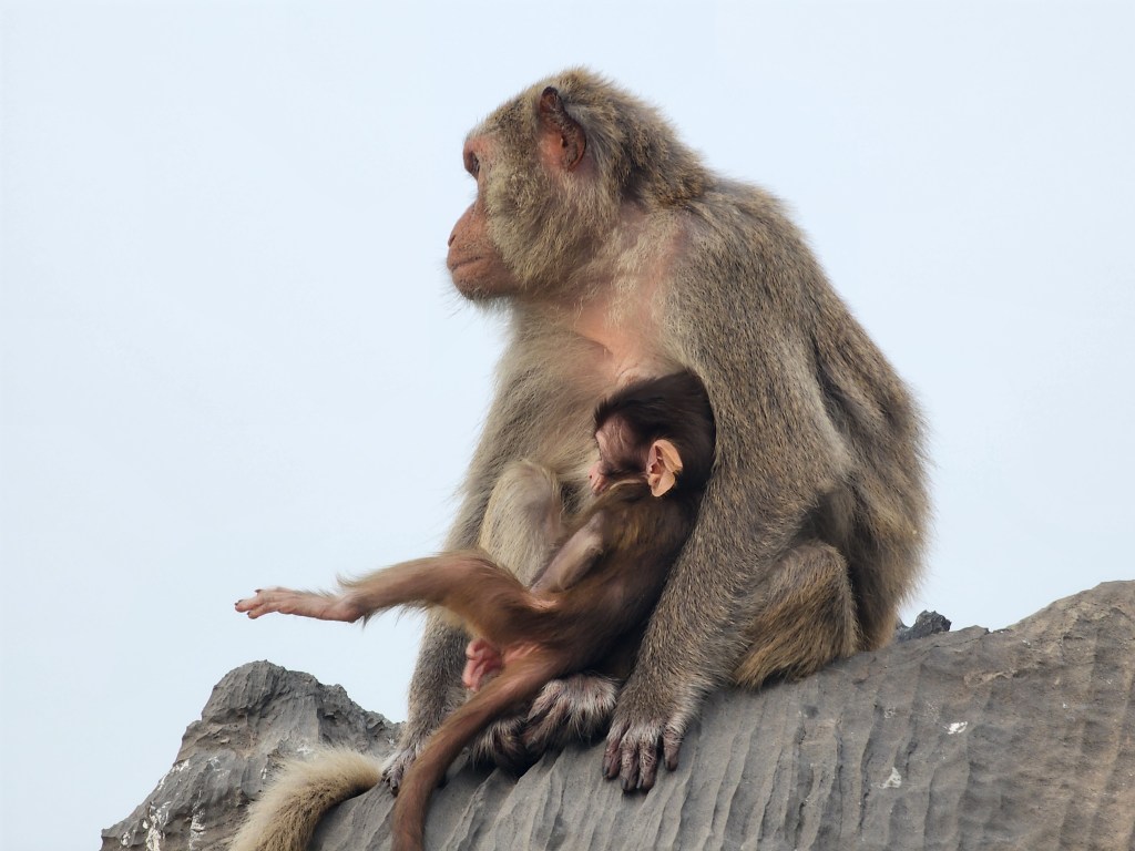 A mother Long Tailed Macaque holds her baby while sitting on a rock.