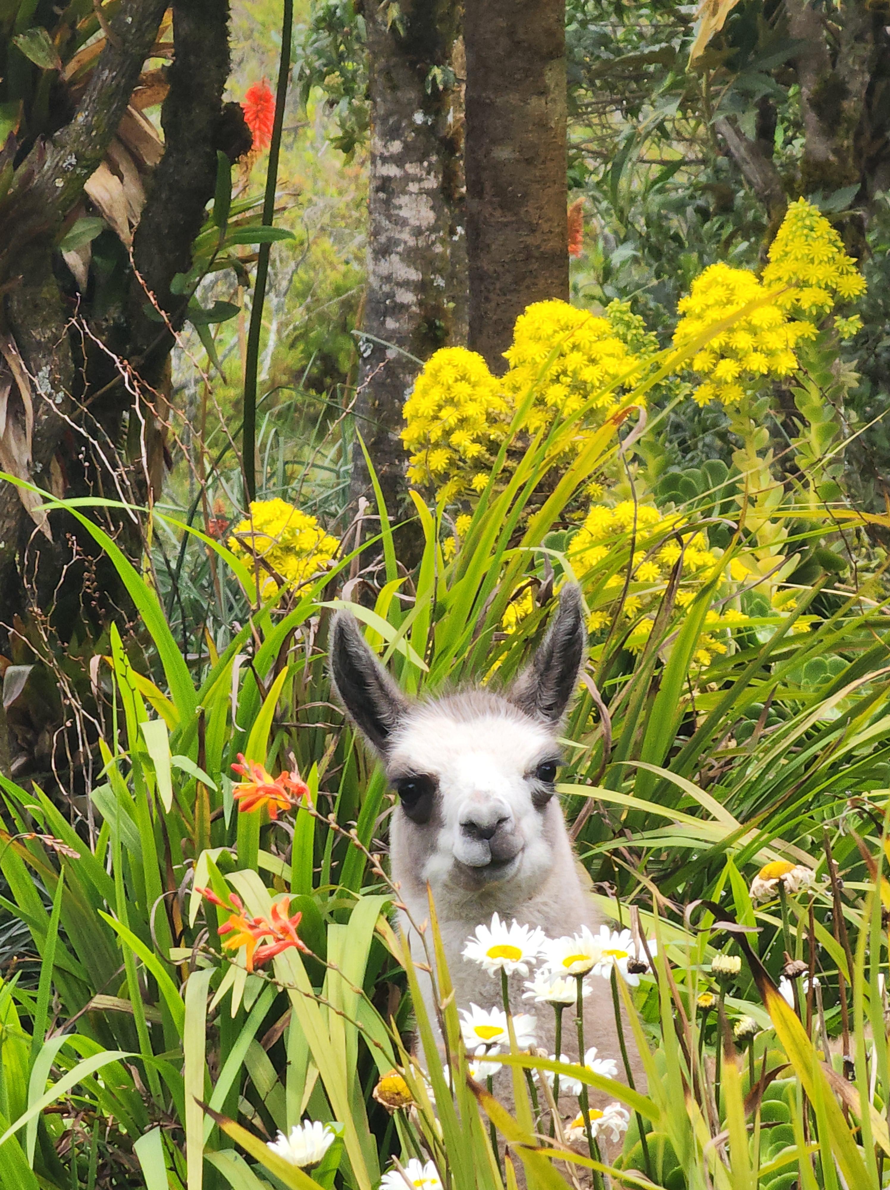 cute baby llama peaking out from a garden in Cotapaxi National Park