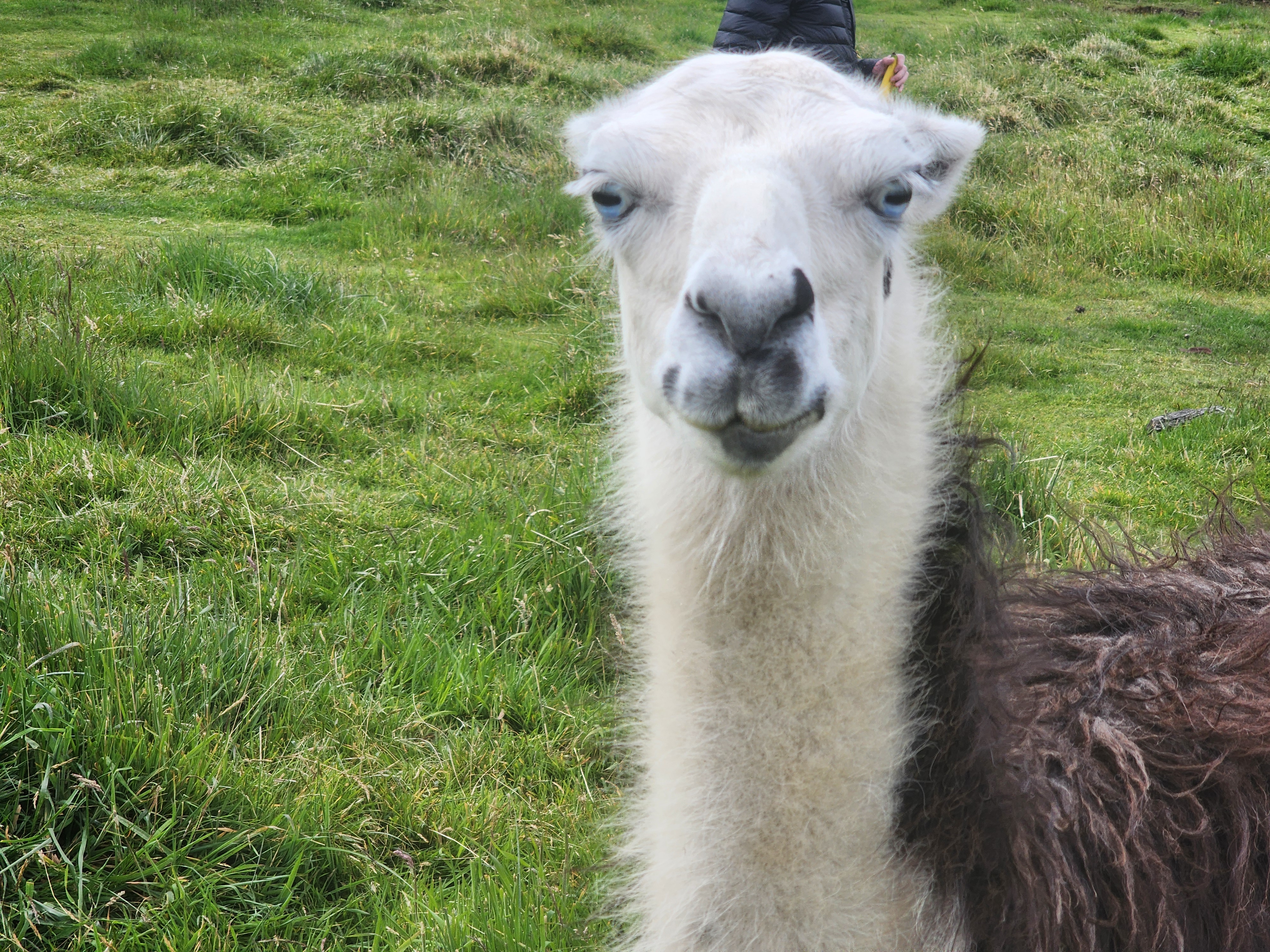 An overly serious looking llama