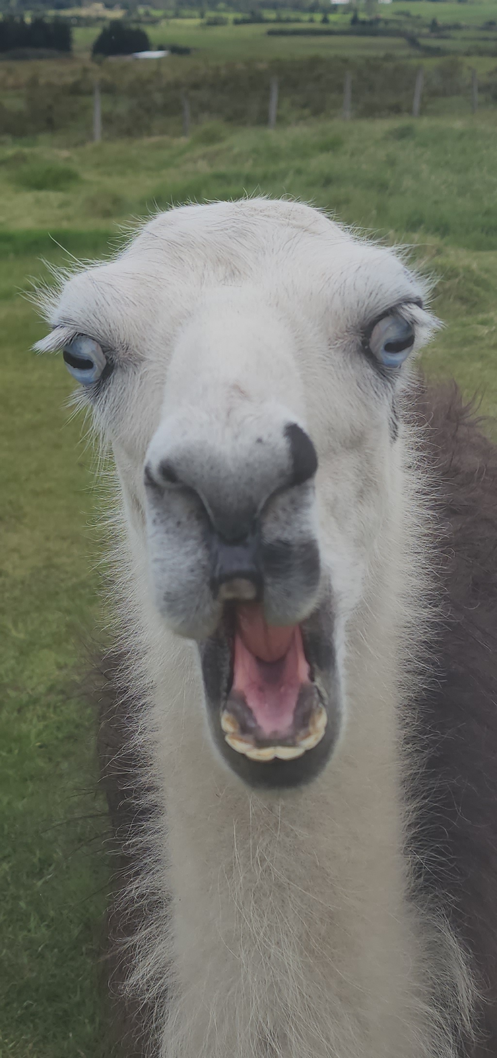 a funny picture of a white llama yelling at the camera