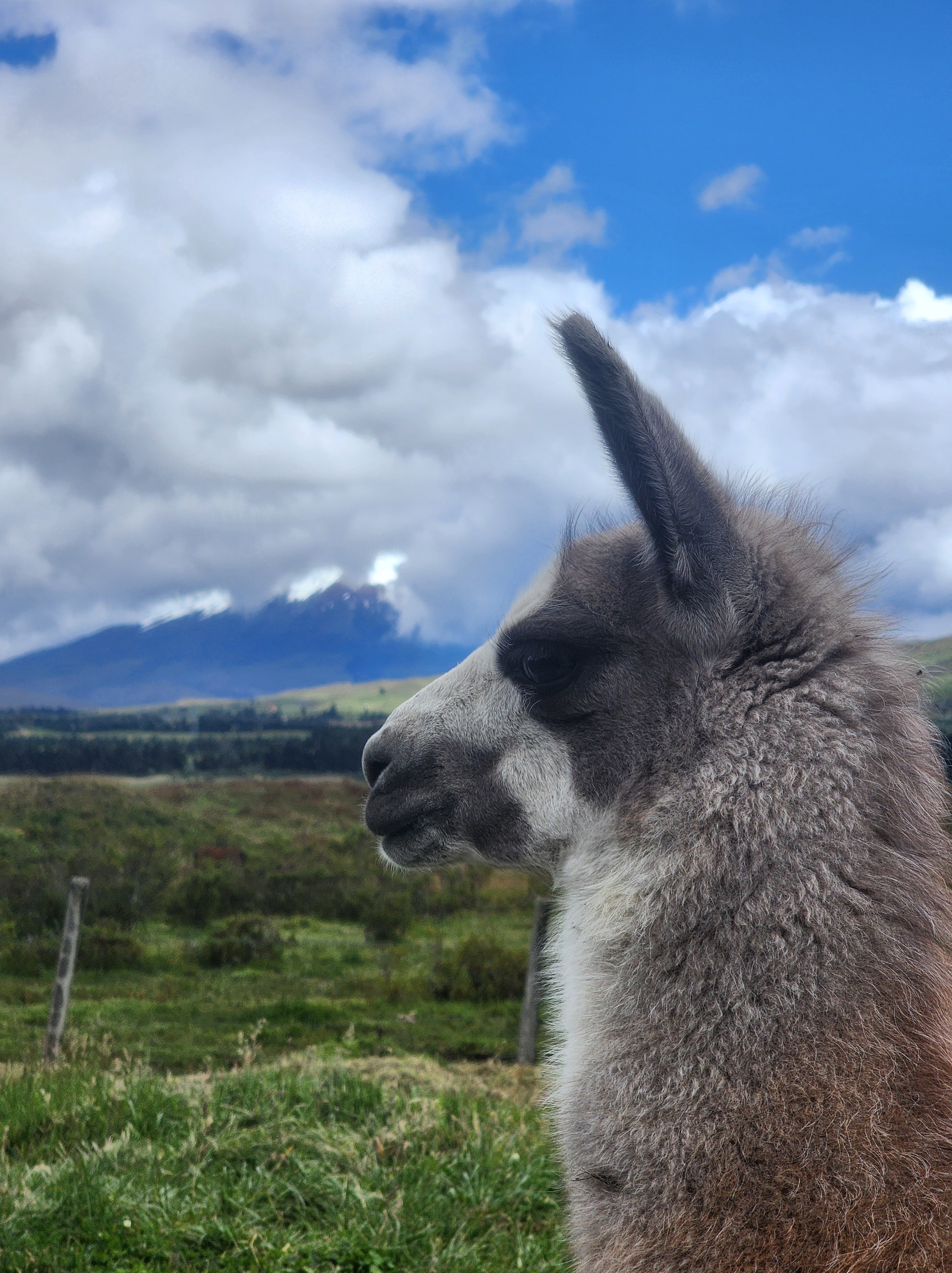 A grey and brown llama from the side