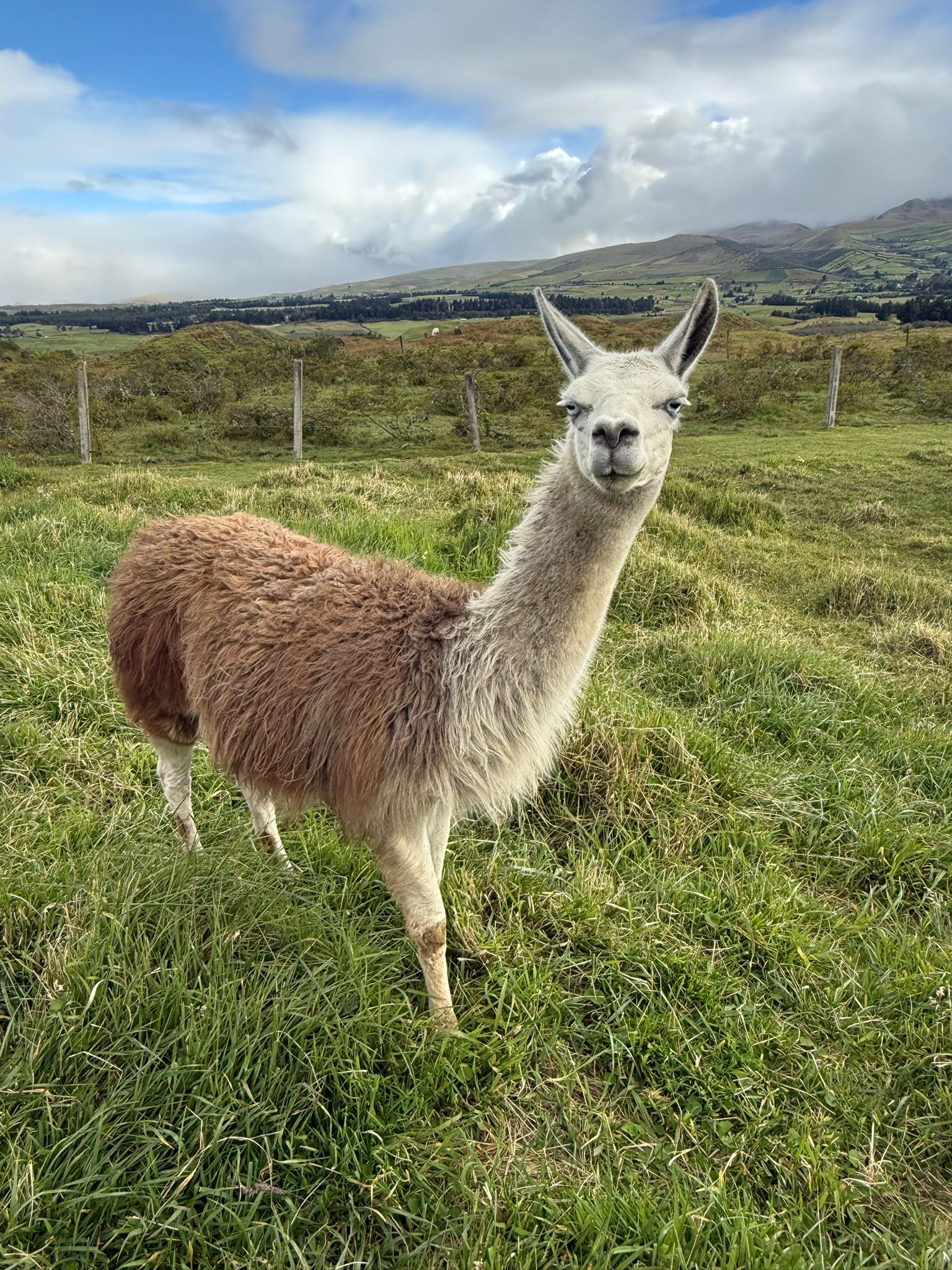 A llama staring at you like she's daring you to make the next move